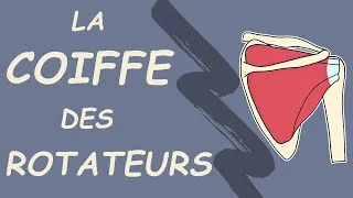 Miniature : ANATOMIE DE LA COIFFE DES ROTATEURS : Tout Comprendre sur ces 4 Muscles Clés de l’Épaule