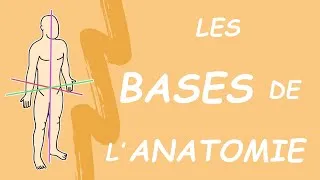 Miniature : LES BASES DE L'ANATOMIE (Généralités)
