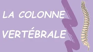 Miniature : ANATOMIE DE LA COLONNE VERTÉBRALE