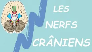Miniature : RETENIR LES NERFS CRÂNIENS EN 5 MIN (MNÉMOTECHNIQUES)