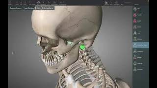 Miniature : Révision ANATOMIE du SYSTÈME SQUELETTIQUE