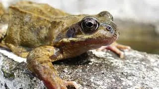 Miniature : Histoire naturelle (Rosemonde Gérard)