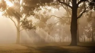 Miniature : La forêt (François-René de Chateaubriand)