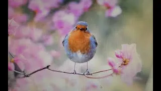 Miniature : Printemps du nord (Henri-Frédéric Amiel)
