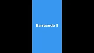 Miniature : Natation Artistique exercices poussé Barracuda