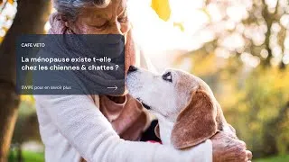 Miniature : Café véto - La ménopause existe t-elle chez les chiennes & chattes ?