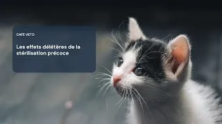 Miniature : Café véto - Les effets délétères de la stérilisation précoce