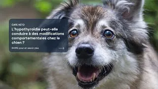Miniature : Café véto - L'hypothyroïdie chez le chien
