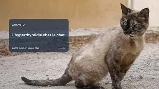Miniature : Café véto - l'hyperthyroïdie chez le chat