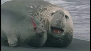 Miniature : Les orques de Crozet David et les Goliaths - Documentaire Animalier   Animaux & Autres