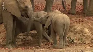Miniature : Les éléphants du désert Documentaire animalier 2018 en HD