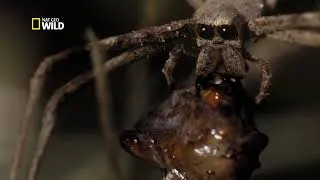 Miniature : Les Araignées - Documentaire animalier - Animaux & Autres