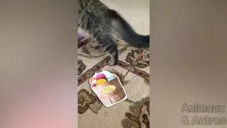 Miniature : Essayer De Ne Pas Rire - Compilation de chat #033 - Animaux & Autres