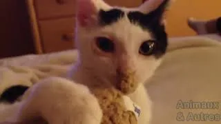 Miniature : Essayer De Ne Pas Rire - Compilation de chat #031 - Animaux & Autres
