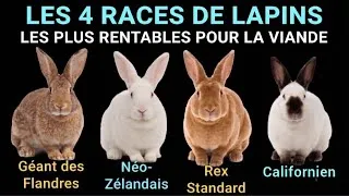 Miniature : Les 4 races de lapins LES PLUS RENTABLES pour la production de viande 🐇💰