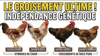 Miniature : Le secret révélé ! Croisez la SASSO avec des RACES PURES pour des HYBRIDES DE CHAIR
