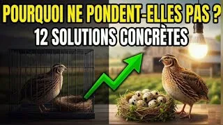 Miniature : Pourquoi mes cailles ne pondent plus ? (12 Solutions Réelles)