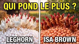 Miniature : Leghorn vs. ISA Brown : Quelle poule pond le plus d'œufs ?