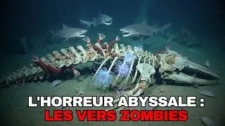 Miniature : CIMETIÈRE DE L’OCÉAN | Que se passe-t-il quand les géants tombent au fond marin ?