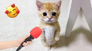 Miniature : Essaie de ne pas rire 😹 Chats adorables et hilarants 2026 🐱