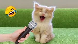 Miniature : Essaie de ne pas rire 😂 Compilation d’animaux drôles 2026 🐶🐱
