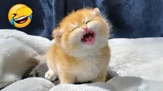 Miniature : Essaie de ne pas rire 😄 Les animaux les plus drôles du net 2026 🐶🐱
