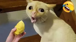Miniature : Essaie de ne pas rire 😹 Moments hilarants de chats et chiens 2026 🐶🐱