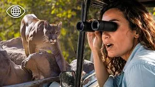 Miniature : Safari : À la Recherche des Derniers Pumas Sauvages ⎮Documentaire Animalier Prédateur⎮AMP