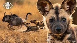 Miniature : Afrique : Les Premiers Pas des Bébés Prédateurs ⎮Documentaire Animalier⎮BSF
