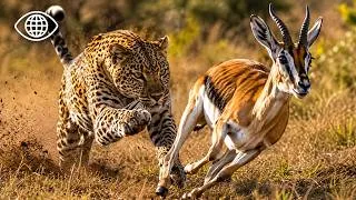 Miniature : Comment les Prédateurs Retrouvent-ils leurs Proies ? ⎮Documentaire Animalier Survie Savane⎮AMP