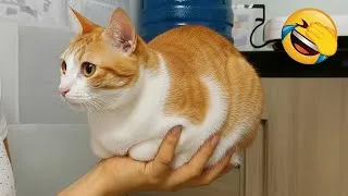 Miniature : Essayer De Ne Pas Rire 😂 Les Animaux Les Plus Drôles 😹🐶 Partie 14