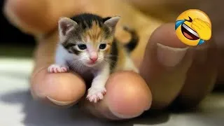 Miniature : Essayer De Ne Pas Rire 😂 Les Animaux Les Plus Drôles 😹🐶 Partie 13