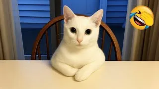 Miniature : Essayer De Ne Pas Rire 😂 Les Animaux Les Plus Drôles 😹🐶 Partie 12
