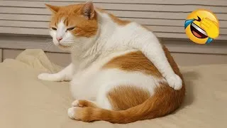 Miniature : Essayer De Ne Pas Rire 😂 Les Animaux Les Plus Drôles 😹🐶 Partie 11