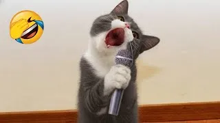 Miniature : Essayer De Ne Pas Rire 😂 Les Animaux Les Plus Drôles 😹🐶 Partie 9