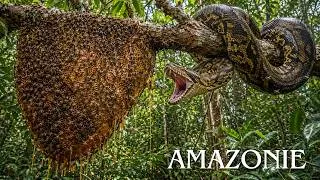 Miniature : AMAZONIE SAUVAGE | À La Découverte Des Prédateurs Mystérieux Encore Inconnus |DOCUMENTAIRE ANIMALIER