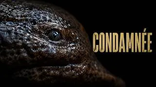 Miniature : ELLE A SURVÉCU AUX DINOSAURES. ILS L'ONT CONDAMNÉE EN 50 ANS