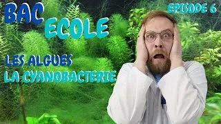 Miniature : EPISODE 6 ! Les ALGUES et la CYANOBACTERIE ! Comment les combattre ! BAC ECOLE [ ANI' MOOD ]