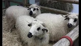 Miniature : LA BERGERIE DE NOEL TRANSHUMANCE