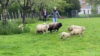 Miniature : Coaching vivant 🐏 avec Anne-Laure Nouvion - 28 avril 2023 - Domaine de Land Rohan (Région de Nantes)