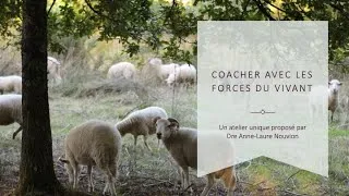 Miniature : 🐏 Des brebis et des hommes 🐏