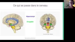 Miniature : Le cerveau des émotions: avons-nous des souvenirs avant l'âge de 3 ans?