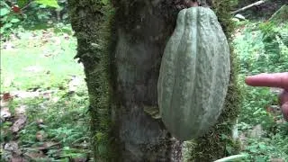 Miniature : Au coeur de l'Equateur