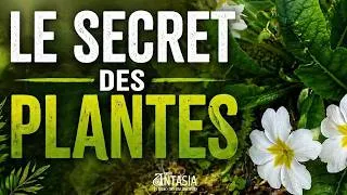 Miniature : Le Secret des Plantes - Le Millepertuis