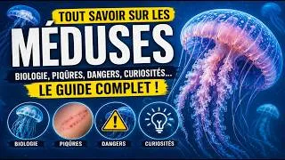 Miniature : 🪼 Les méduses : le guide complet (piqûres, dangers, secrets...)