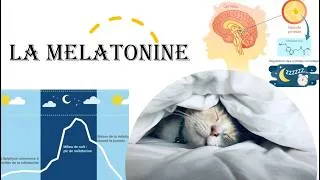 Miniature : MÉLATONINE : bien plus qu’une hormone du sommeil… ses secrets cachés révélés par la science