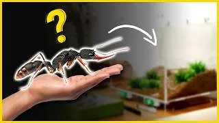 Miniature : La Fourmi la plus INTELLIGENTE du Monde ? (ma nouvelle espèce)