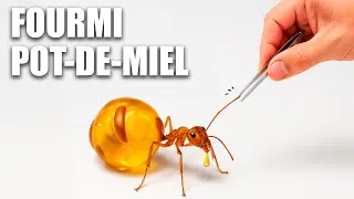 Miniature : J’AI REÇU LA FOURMI LA PLUS ÉNORME DU MONDE (2ᵉ tentative…)