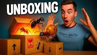 Miniature : J’ouvre un colis Rempli de Fourmis Incroyables ! (ft AntsHq)