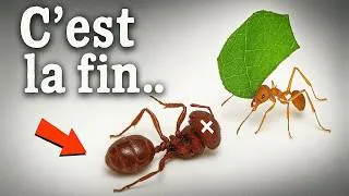 Miniature : Ma colonie de fourmis est MORTE... Voici ce qu'il s'est passé